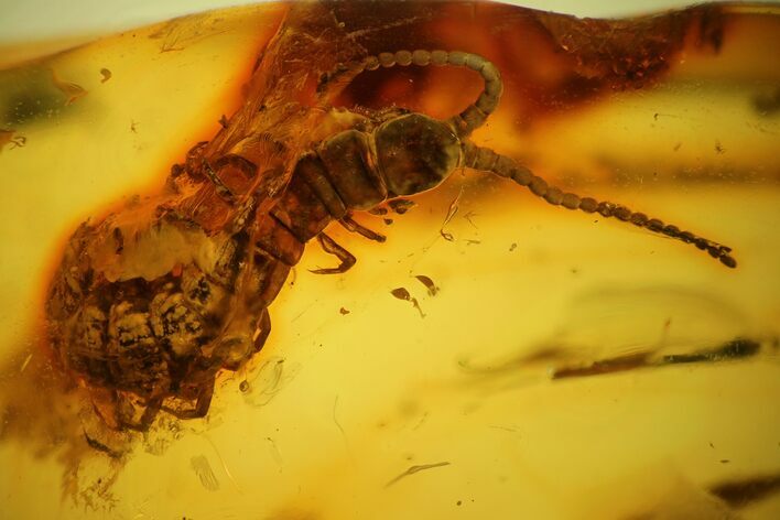 Detailed Fossil Centipede (Chilopoda) In Baltic Amber #159860